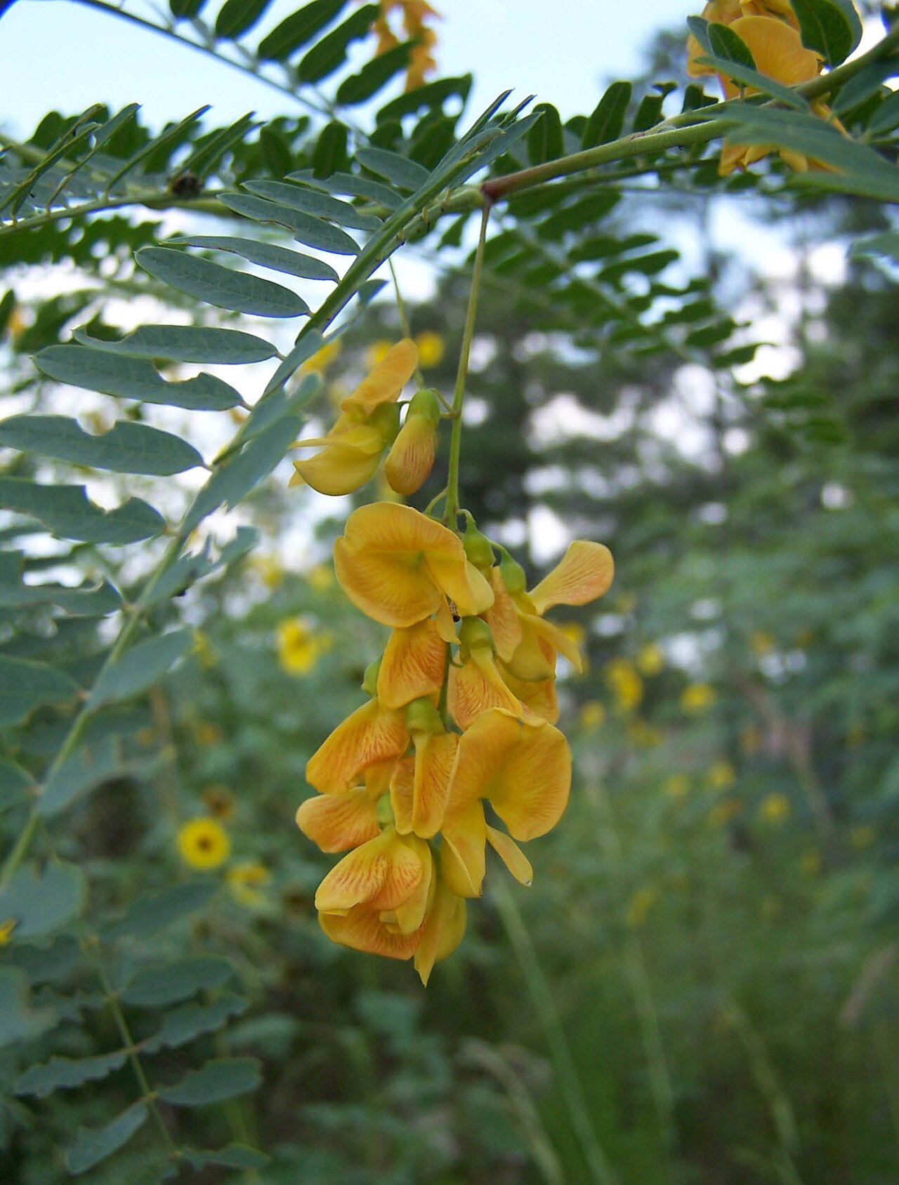 Poisonbean (Sesbania drummondii)