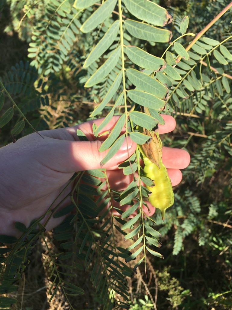 Poisonbean (Sesbania drummondii)