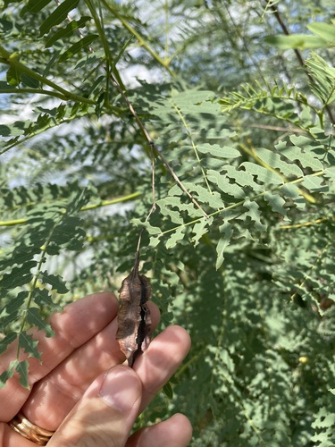 Poisonbean (Sesbania drummondii)