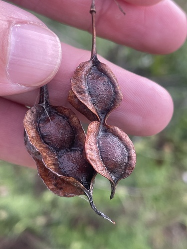 Poisonbean (Sesbania drummondii)