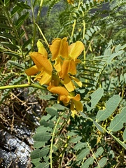 Poisonbean (Sesbania drummondii)