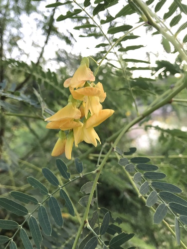 Poisonbean (Sesbania drummondii)