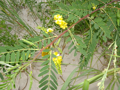 Poisonbean (Sesbania drummondii)