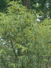 Poisonbean (Sesbania drummondii)