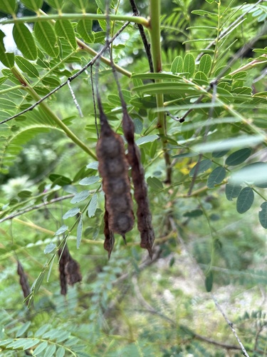 Poisonbean (Sesbania drummondii)