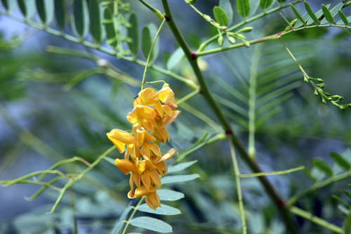 Poisonbean (Sesbania drummondii)