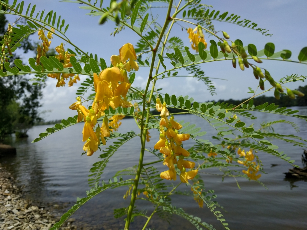 Poisonbean (Sesbania drummondii)