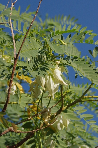 Sesbania formosa (Sesbania formosa)