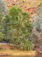 Sesbania formosa (Sesbania formosa)