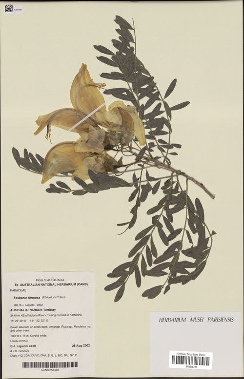 Sesbania formosa: collected by B.J. Lepschi & J.R. Connors,28 August, 2002 34.6 km NE of Victoria R. crossing on the road to Katherine (locally common) Brown alluvium on creek ba