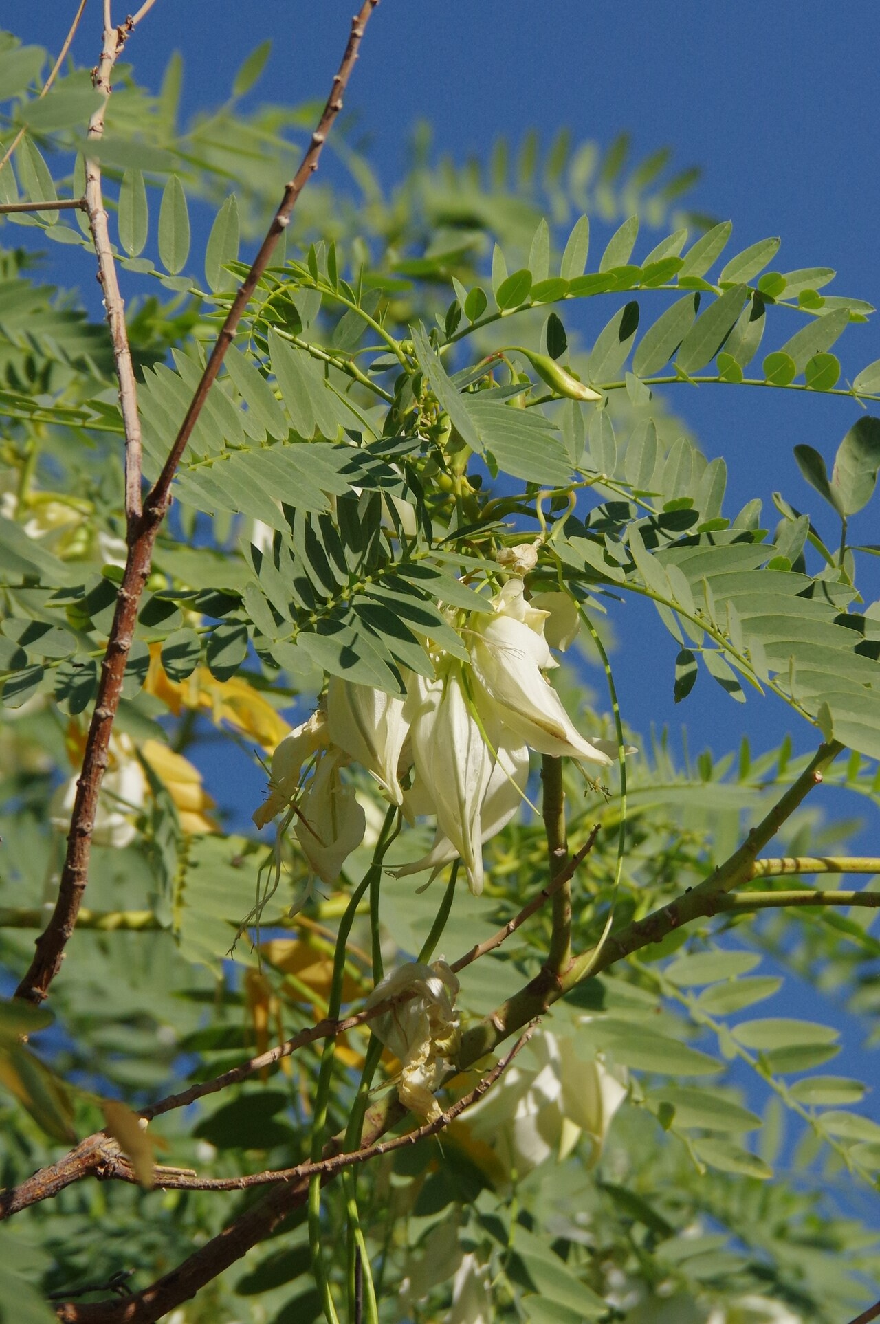 Sesbania formosa: Corkwood