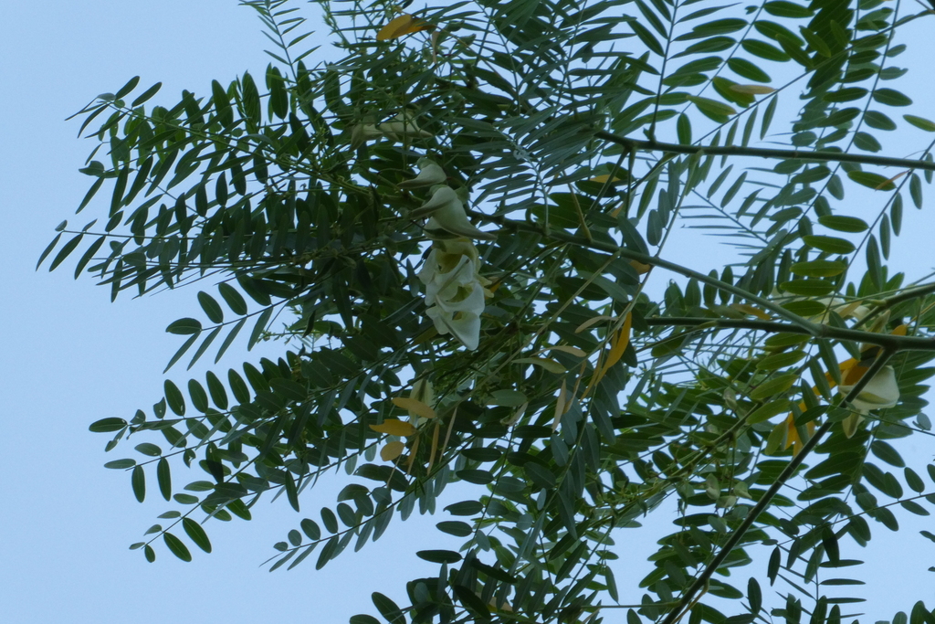 Sesbania formosa (Sesbania formosa)