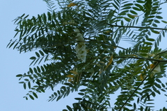 Sesbania formosa (Sesbania formosa)