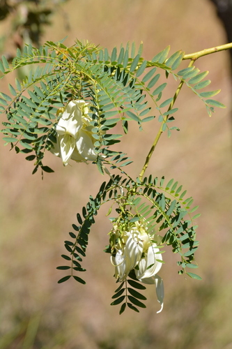 Sesbania formosa (Sesbania formosa)