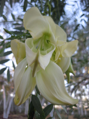 Sesbania formosa (Sesbania formosa)