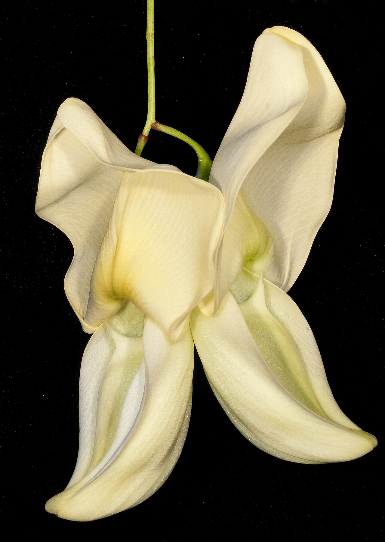Sesbania formosa: KRT4576
