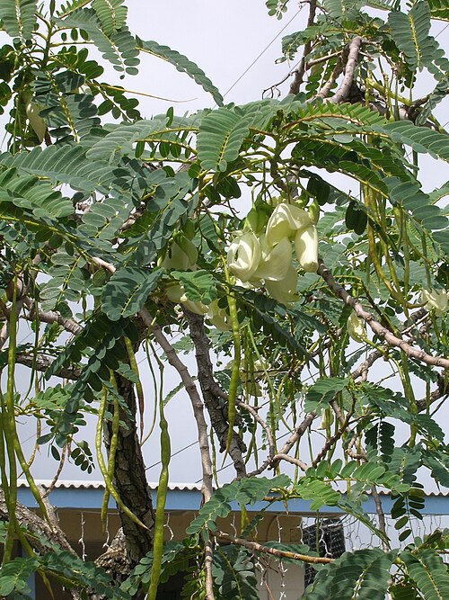 Vegetable hummingbird: Sesbania grandiflora (habit). Location: Molokai, Hoolehua