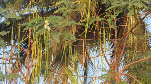 Vegetable hummingbird (Sesbania grandiflora)
