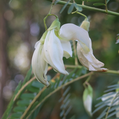 Vegetable hummingbird (Sesbania grandiflora)