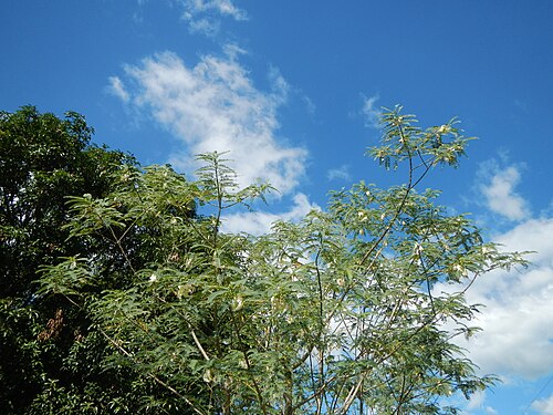 Vegetable hummingbird: Sesbania grandiflora - Katuray are the flowers of a small tree with light foliage; a fast-growing corkwood tree, leaves are regular and rounded and the flowers