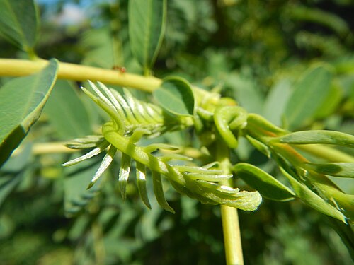Vegetable hummingbird: Sesbania grandiflora - Katuray are the flowers of a small tree with light foliage; a fast-growing corkwood tree, leaves are regular and rounded and the flowers