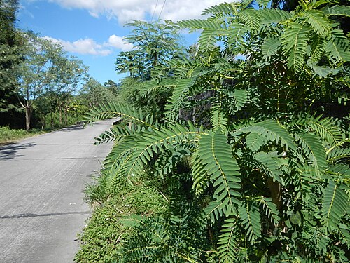Vegetable hummingbird: Sesbania grandiflora - Katuray are the flowers of a small tree with light foliage; a fast-growing corkwood tree, leaves are regular and rounded and the flowers