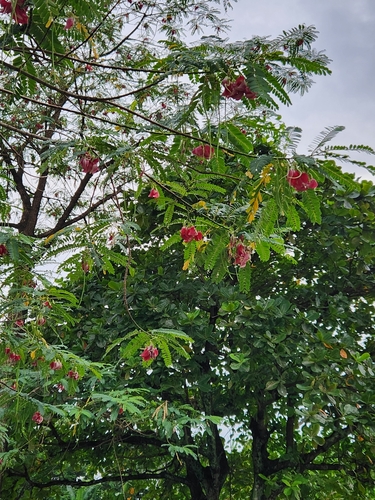Vegetable hummingbird (Sesbania grandiflora)