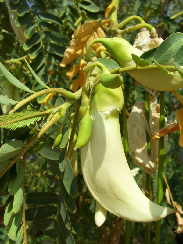 Vegetable hummingbird: This sesbania was growing near the coast, as part of reclamation following the 2004 Tsunami