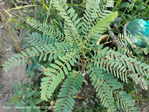 Vegetable hummingbird (Sesbania grandiflora)