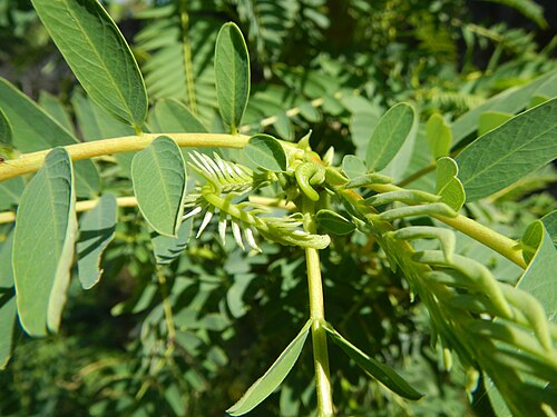 Vegetable hummingbird: Sesbania grandiflora - Katuray are the flowers of a small tree with light foliage; a fast-growing corkwood tree, leaves are regular and rounded and the flowers