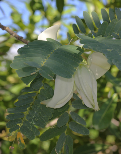 Vegetable hummingbird (Sesbania grandiflora)