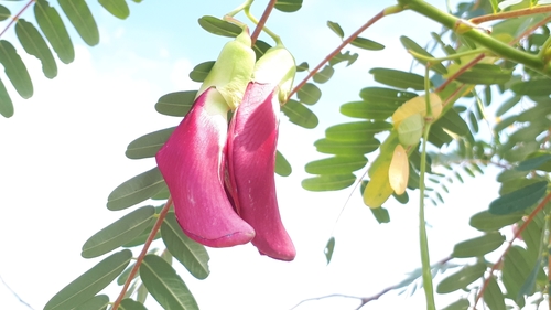 Vegetable hummingbird (Sesbania grandiflora)
