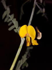 Bigpod sesbania (Sesbania herbacea)