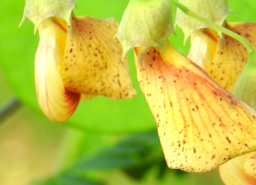 Bigpod sesbania (Sesbania herbacea)