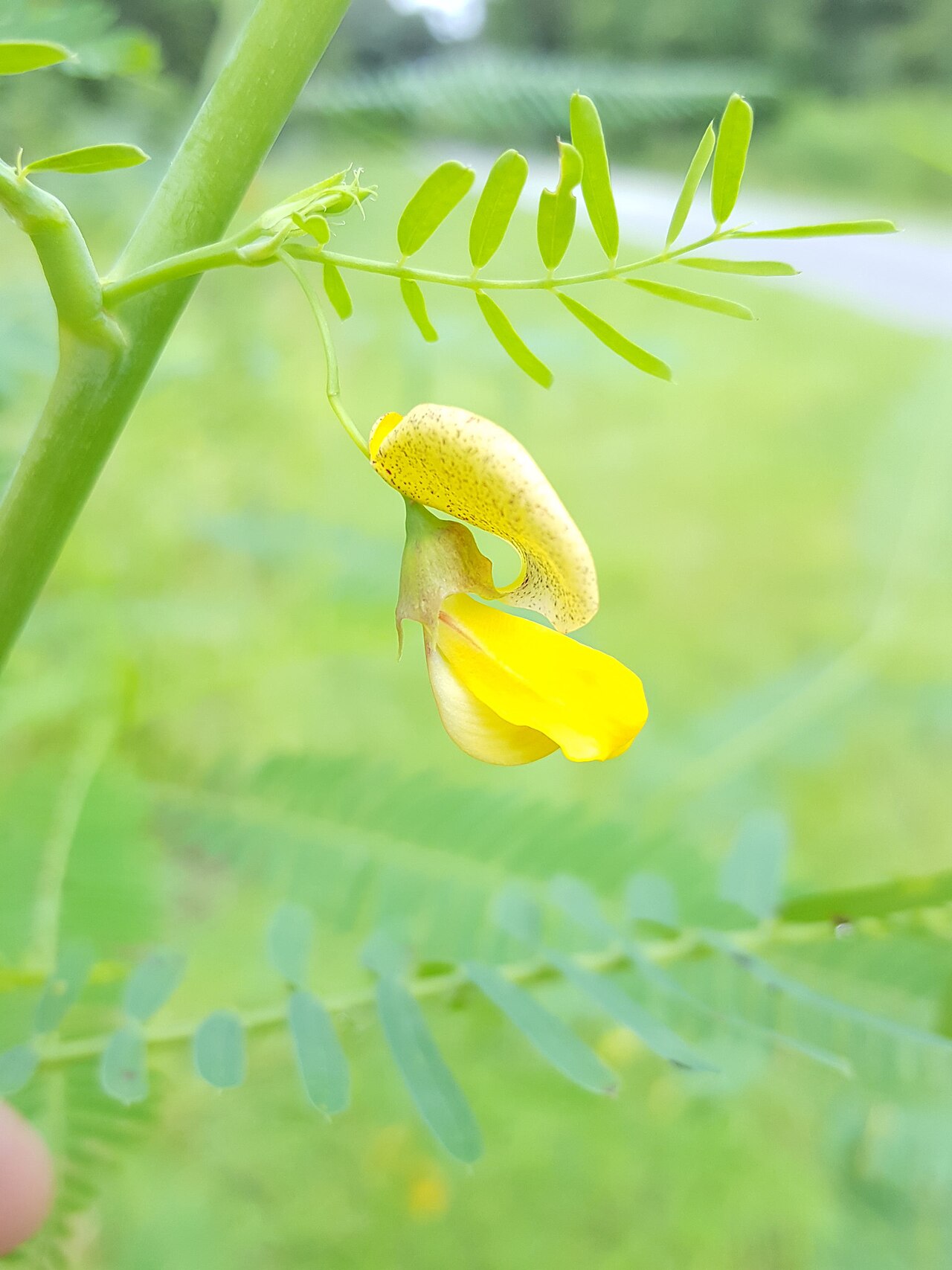 Bigpod sesbania: Bigpod sesbania ( Sesbania herbacea ) in the United States