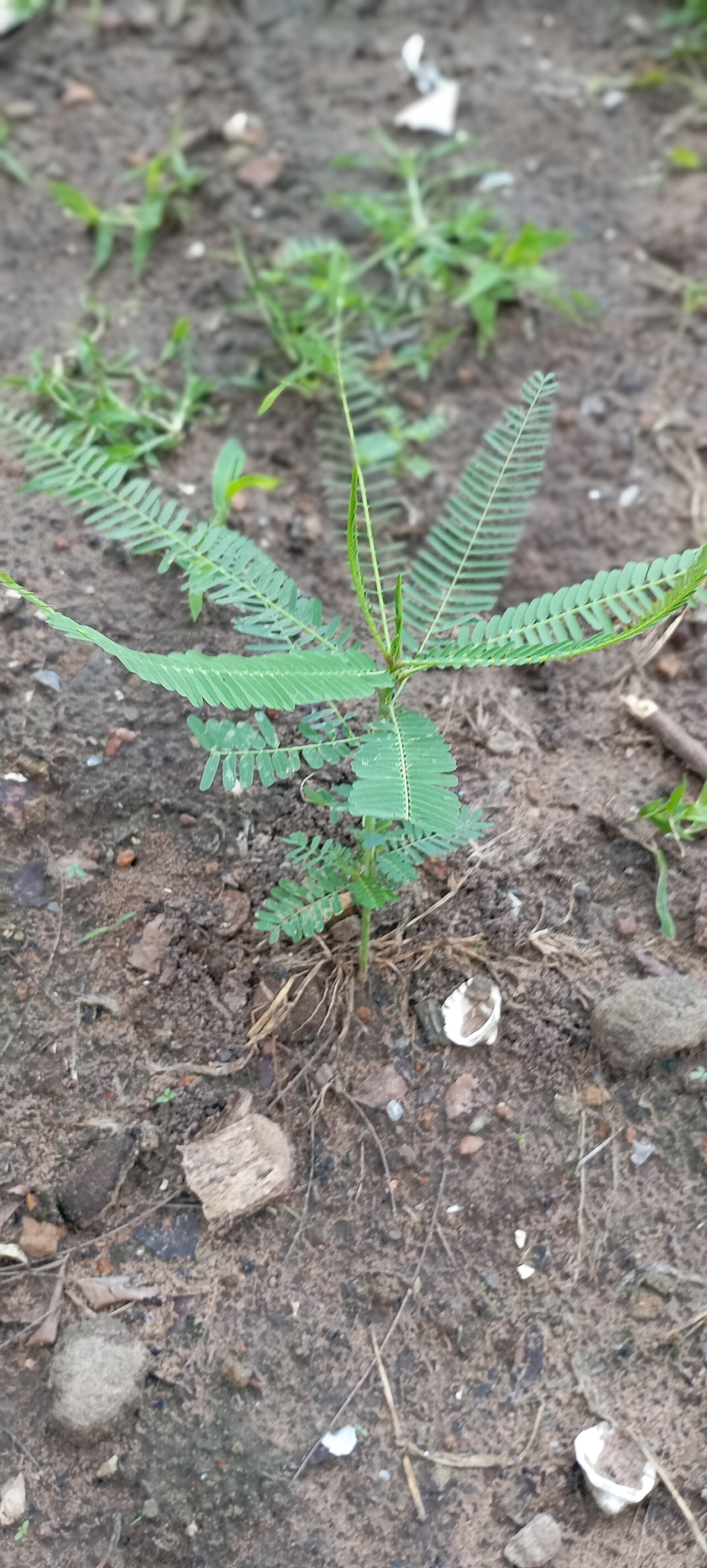 Bigpod sesbania: At the garden