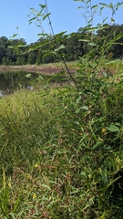 Bigpod sesbania (Sesbania herbacea)