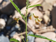 Bigpod sesbania (Sesbania herbacea)