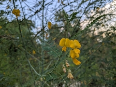 Bigpod sesbania (Sesbania herbacea)