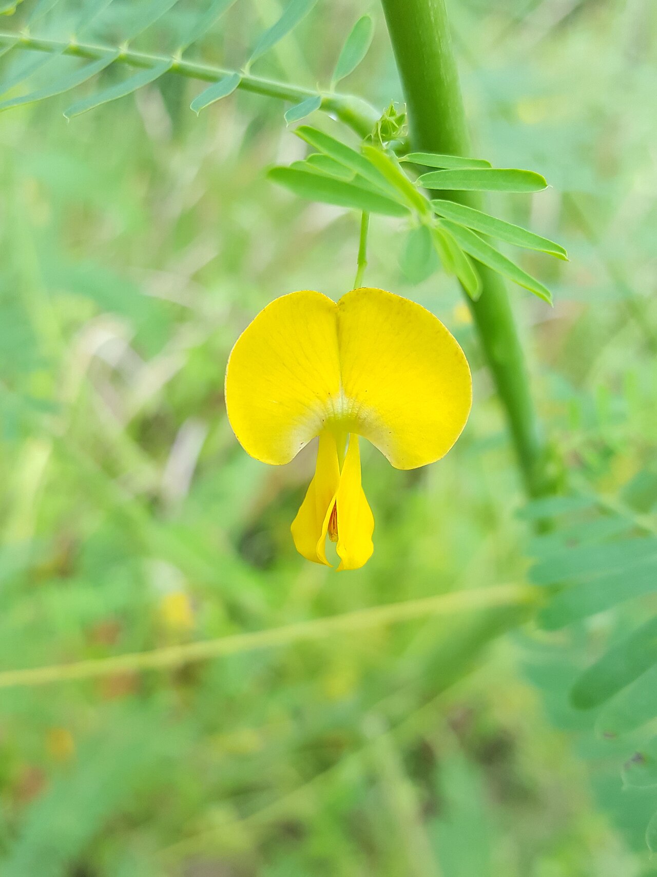 Bigpod sesbania: Bigpod sesbania ( Sesbania herbacea ) in the United States