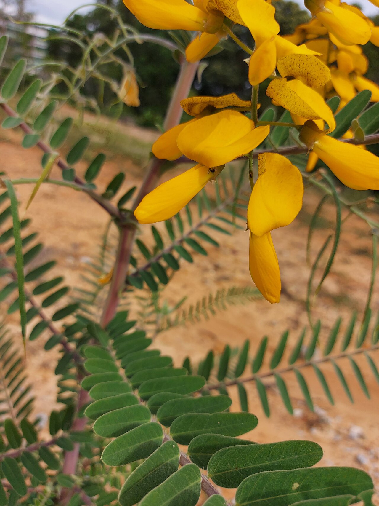Sesbania javanica: Sesbania javanica