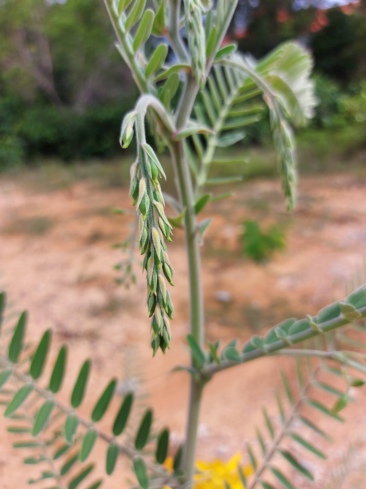 Sesbania javanica: Sesbania javanica