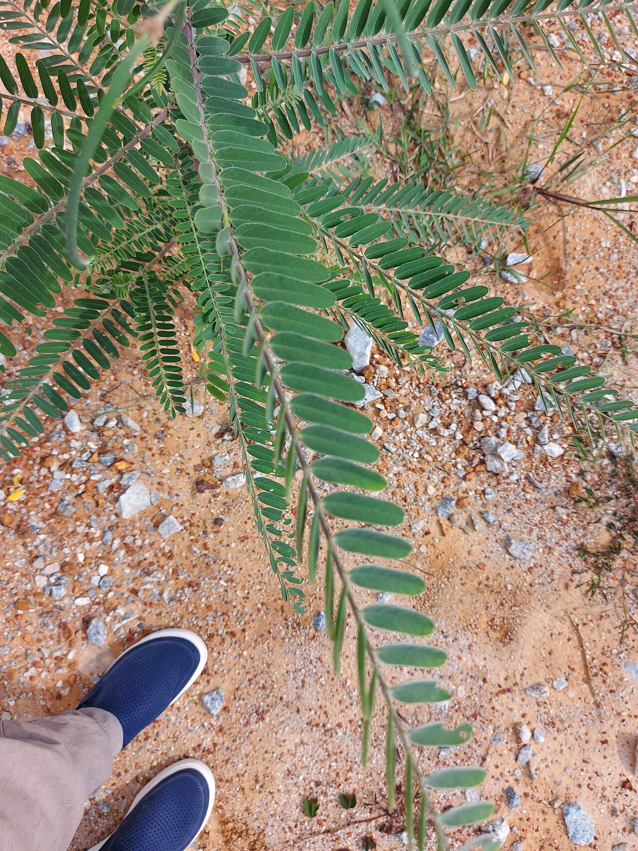 Sesbania javanica: Sesbania javanica