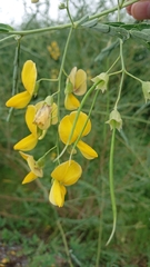 Sesbania javanica (Sesbania javanica)