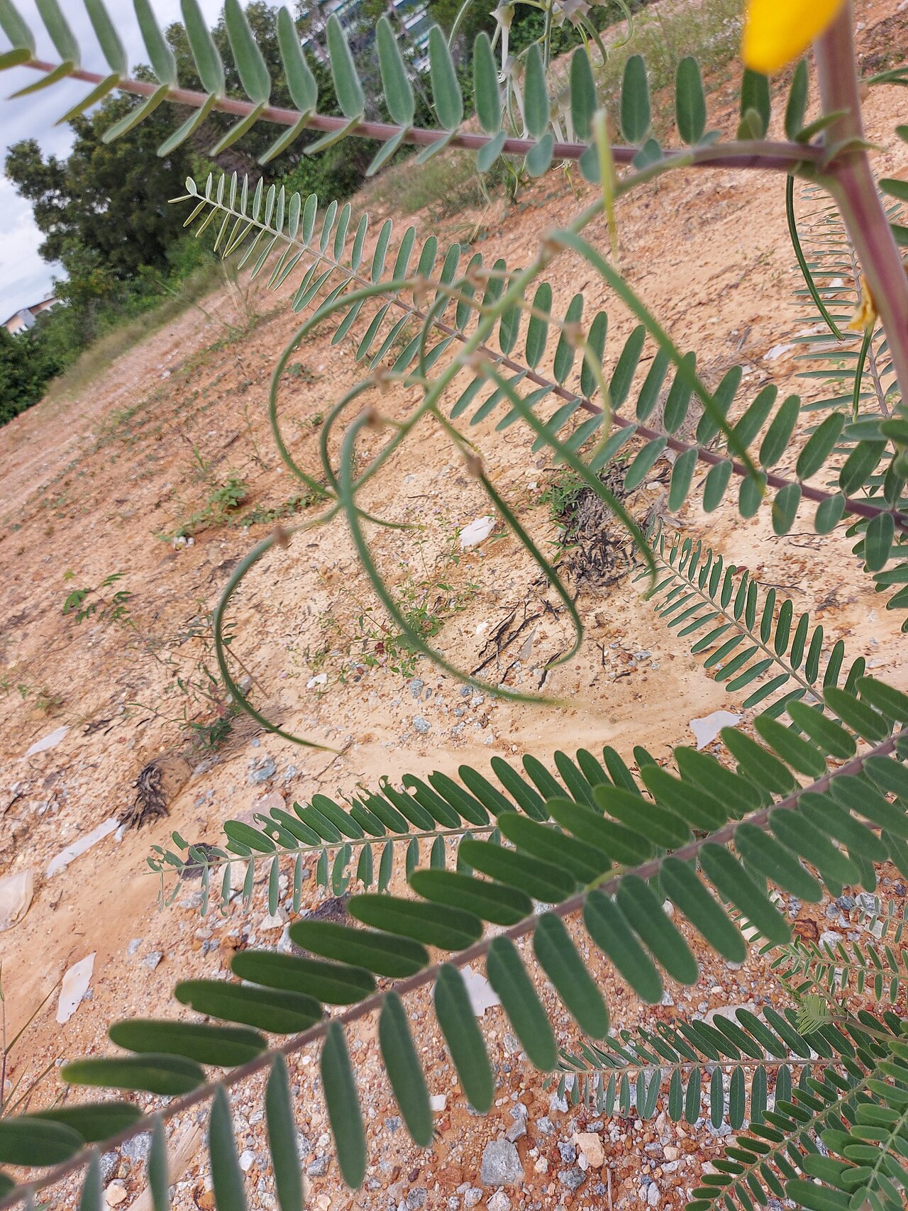 Sesbania javanica: Sesbania javanica