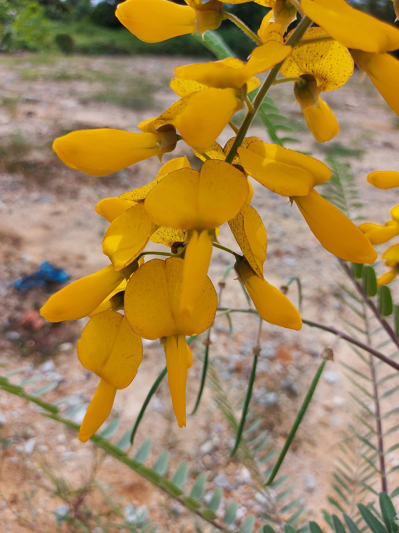 Sesbania javanica: Sesbania javanica