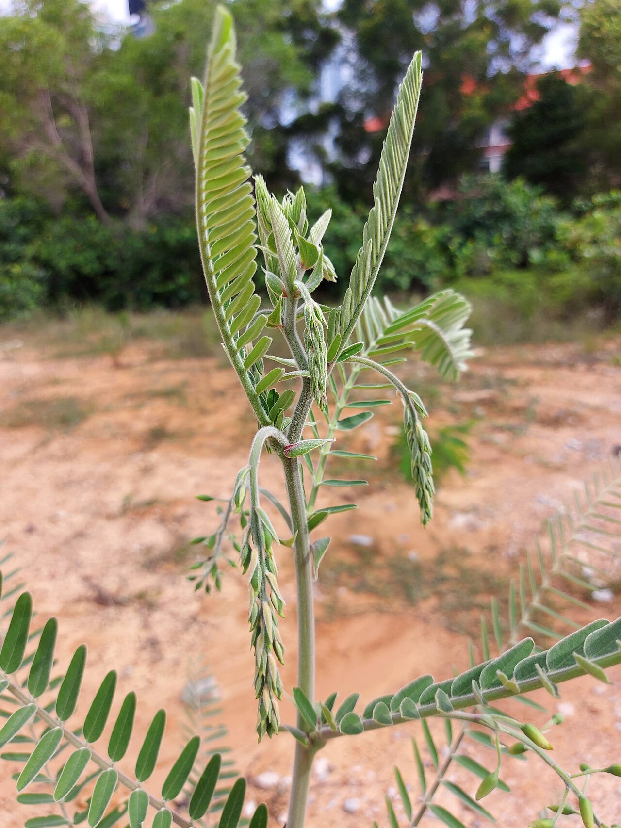 Sesbania javanica: Sesbania javanica