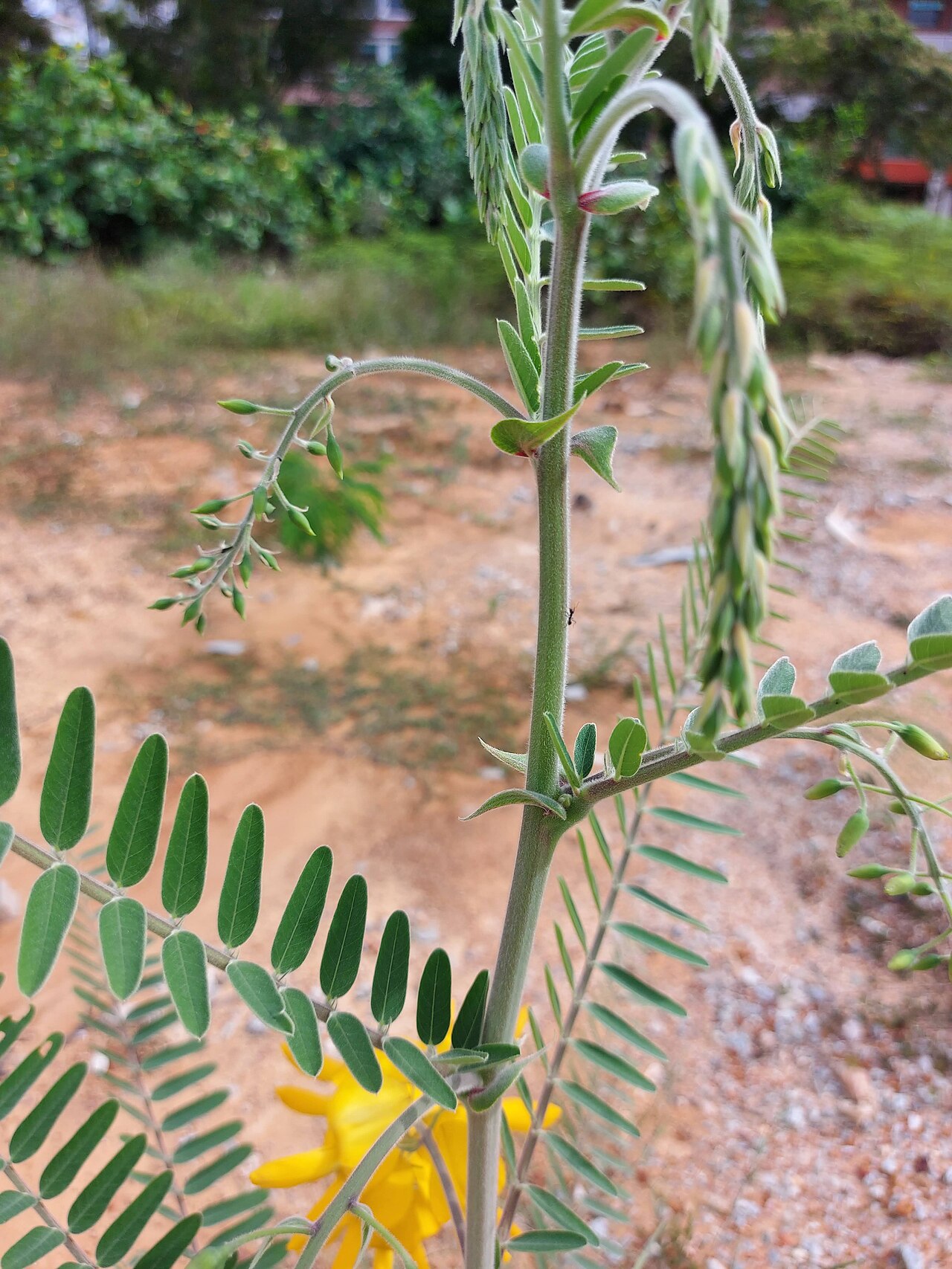 Sesbania javanica: Sesbania javanica