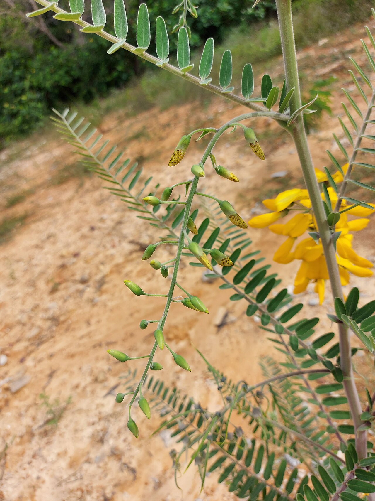 Sesbania javanica: Sesbania javanica