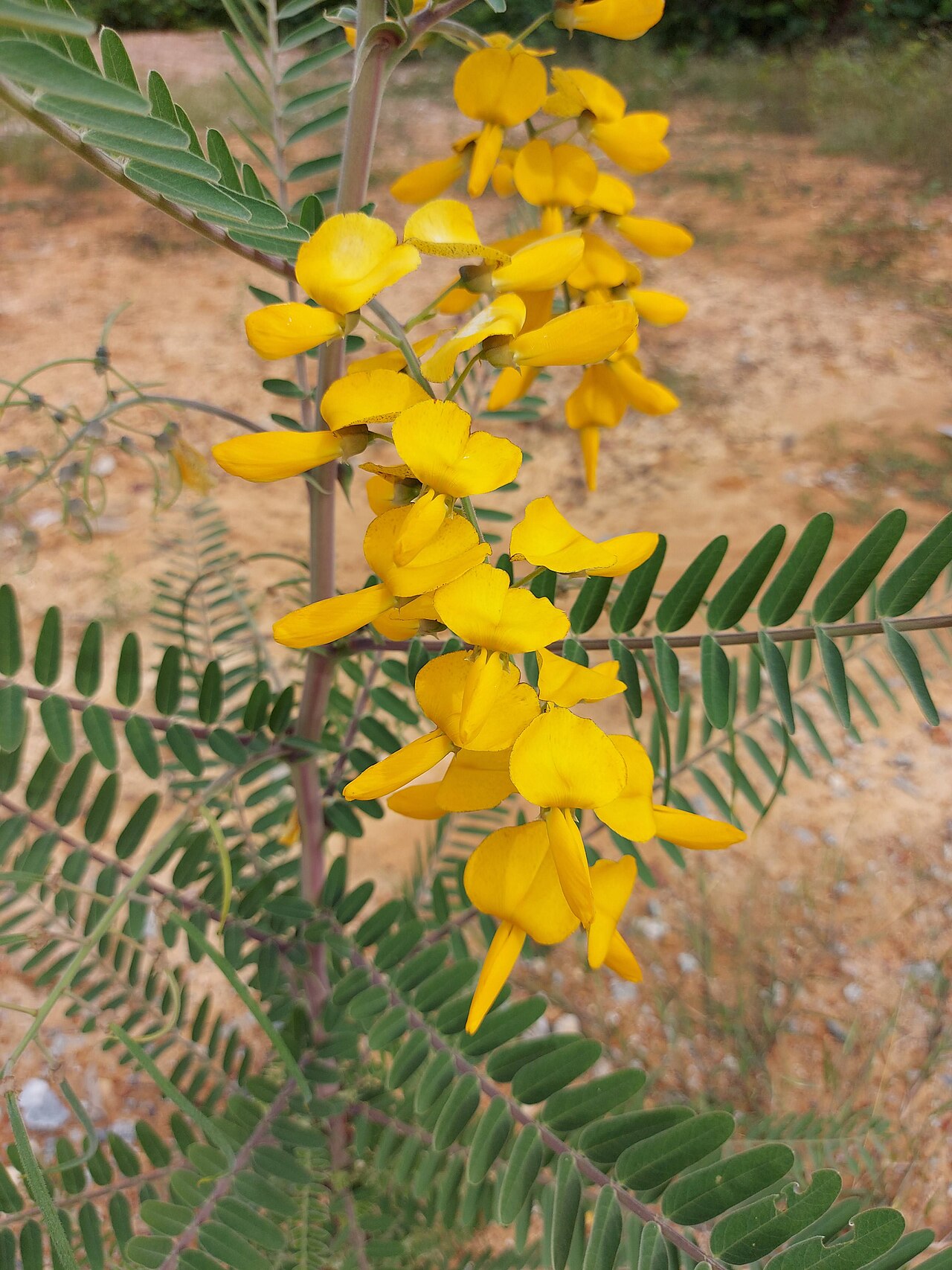 Sesbania javanica: Sesbania javanica